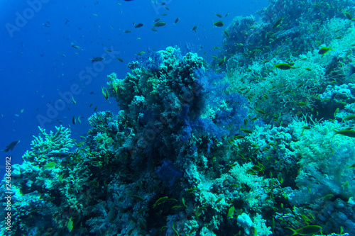Fototapeta Naklejka Na Ścianę i Meble -  Common Bigeye and other tropical fish on coral reef in the Red Sea