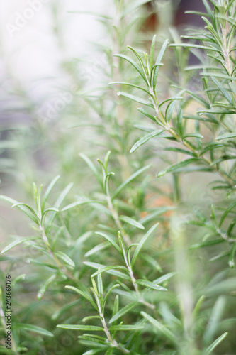 Strauch Rosmarin im Garten