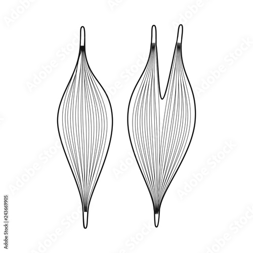 Vector illustration of anatomy and organ sign. Set of anatomy and medical stock symbol for web.