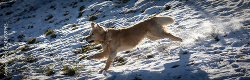 Dog, Golden Retriever playing in the snow © Lunghammer