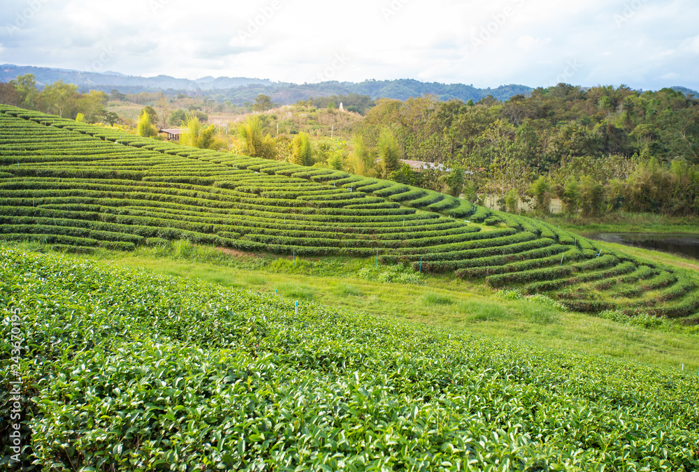 Green tea plantation with golden light in the afternoon Green tea plantation with golden light in the afternoon
