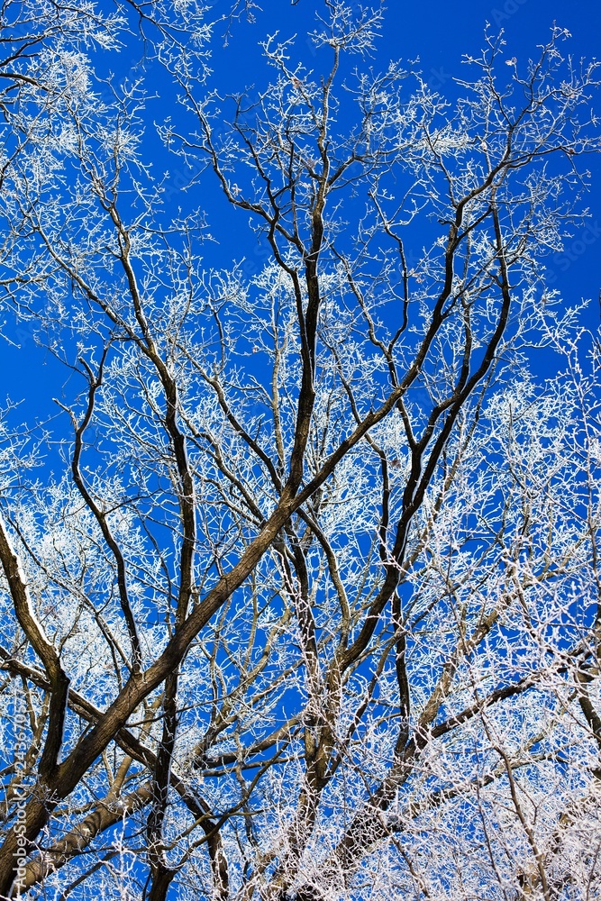 .Winter trees and blue sky in sunny, frosty weather