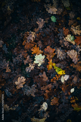 Bunte Laubblätter auf dem Boden im Herbst