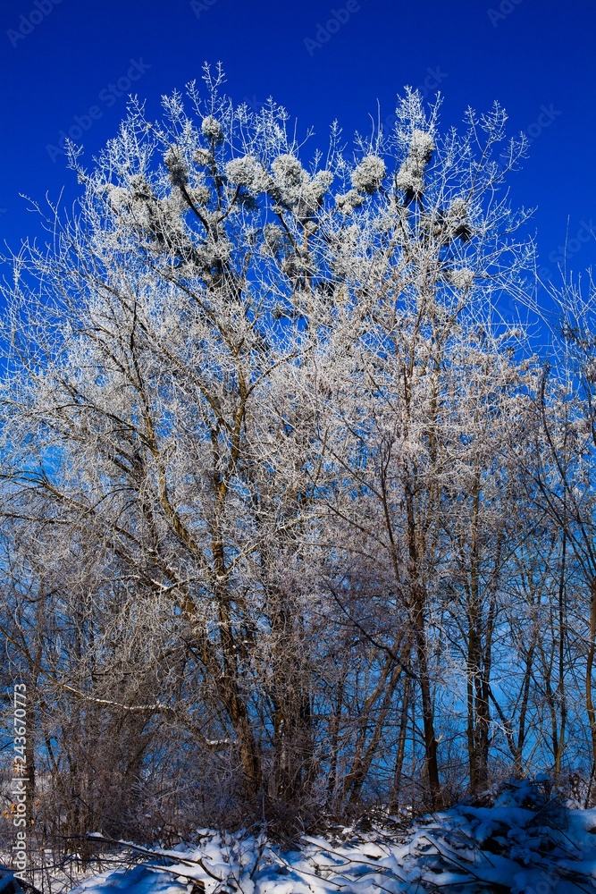 .Winter trees and blue sky in sunny, frosty weather .Winter trees and blue sky in sunny, frosty weather