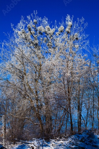 .Winter trees and blue sky in sunny, frosty weather