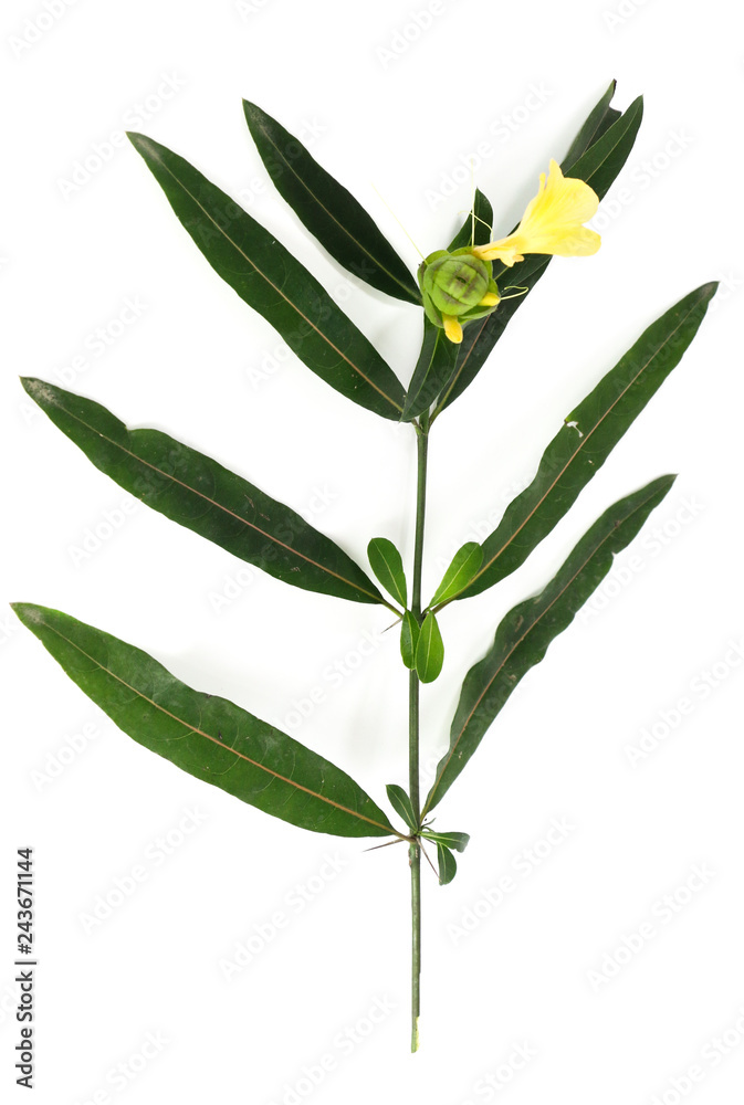 Obraz premium Hop Headed Barleria Close up