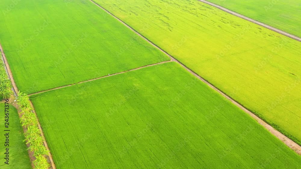 Aerial top view of the yellow and green rice fields Aerial top view of the yellow and green rice fields