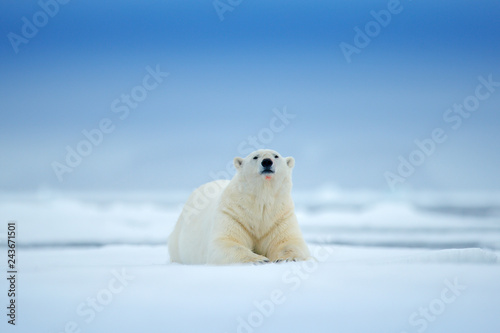Polar bear on drift ice edge with snow and water in sea. White animal in the nature habitat, north Europe, Svalbard, Norway. Wildlife scene from nature. Dangerous bear walking on the ice.