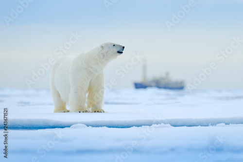Bear and boat. Polar bear on drifting ice with snow, blurred cruise vessel in background, Svalbard, Norway. Wildlife scene in the nature. Cold winter with vessel. Arctic wild animals in snow and ship.