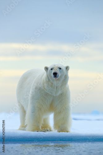 Polar bear on drift ice edge with snow and water in Norway sea. White animal in the nature habitat  Europe. Wildlife scene from nature. Dangerous bear walking on the ice  beautiful evening sky.