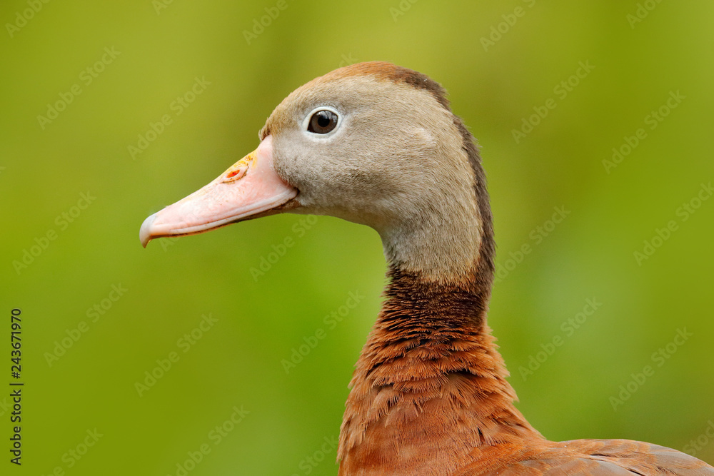 Black-bellied Whistling-Duck, Dendrocygna autumnalis, brown bird in the water march, animal in the nature habitat, Costa Rica. Duck sitting on the branch.