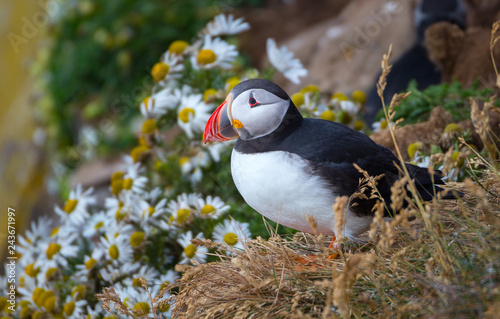 Beautiful Atlantic puffin in summer, Iceland