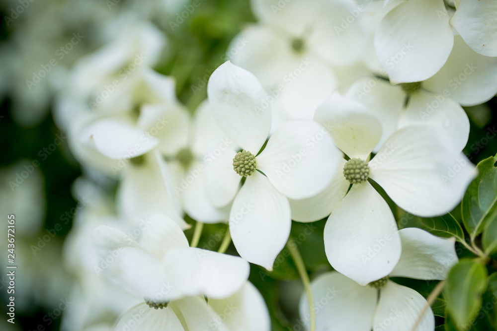 Fototapeta premium Blühender Baum, Blumenhartriegel