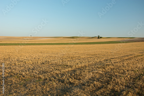 Huge stubble field, horizon and clear sky