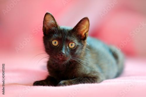 Home black cat in the pink. Cute babe kitten in the bed with pink bedlinen. © ondrejprosicky