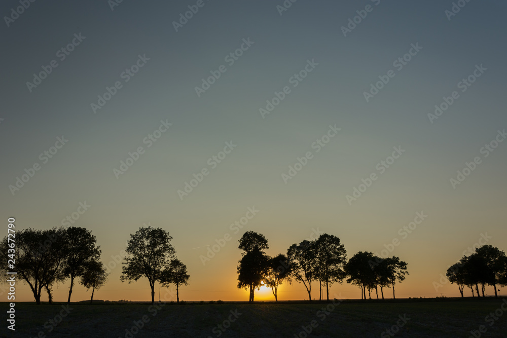 The setting sun behind trees on the horizon and cloudless sky
