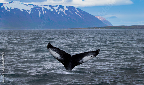 Humpback whale tail diving