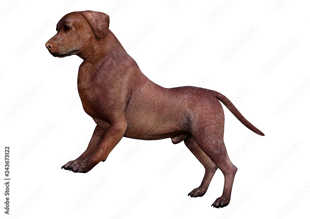 Obraz premium 3D Rendering Labrador Dog on White