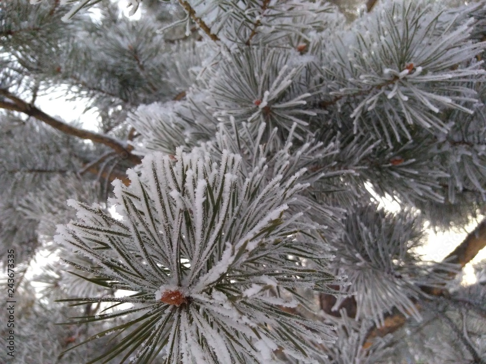 Winter Winter