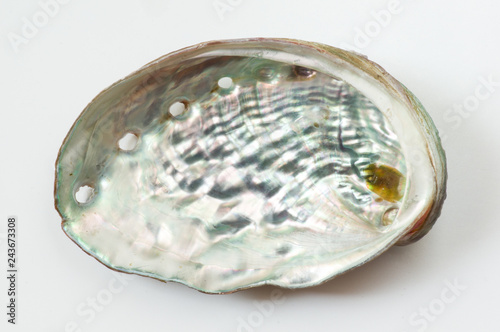 エゾアワビの貝殻