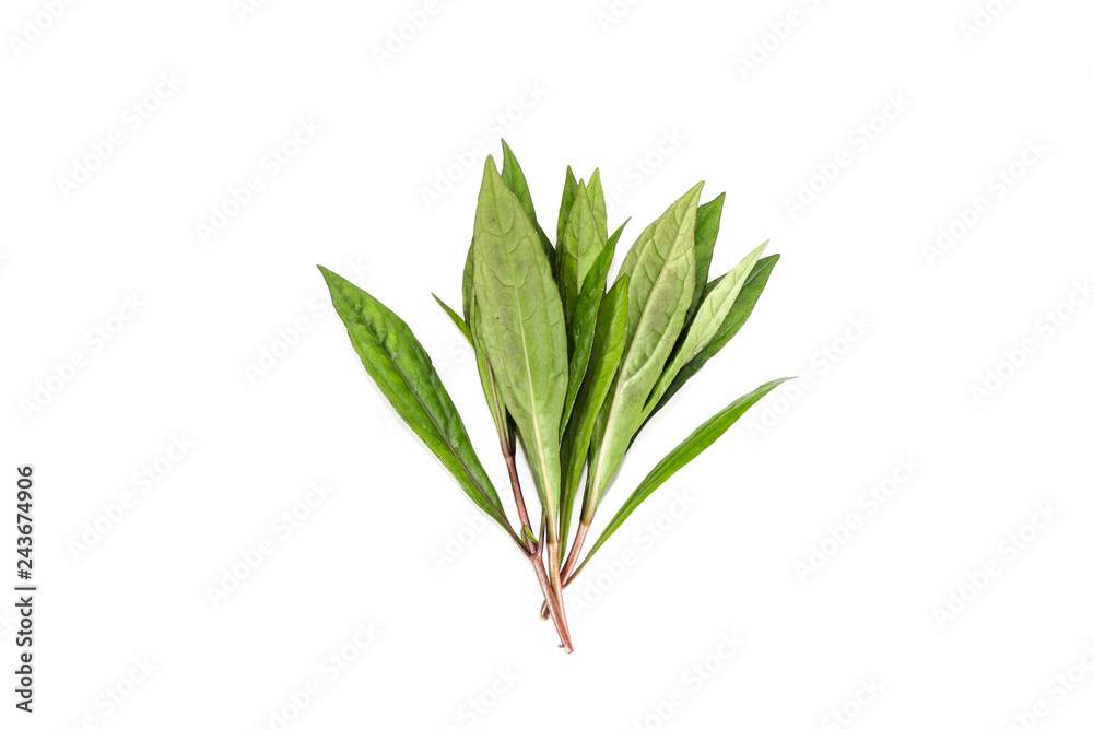 Fototapeta premium Eupatorium fortunei turcz. Close up