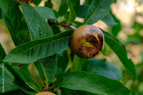 Medlar fruit, Mespilus germanica, close-up photo