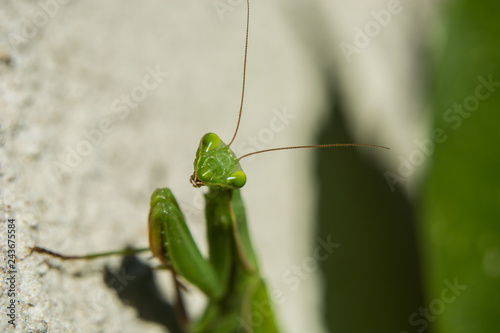 Close up of green mantis head