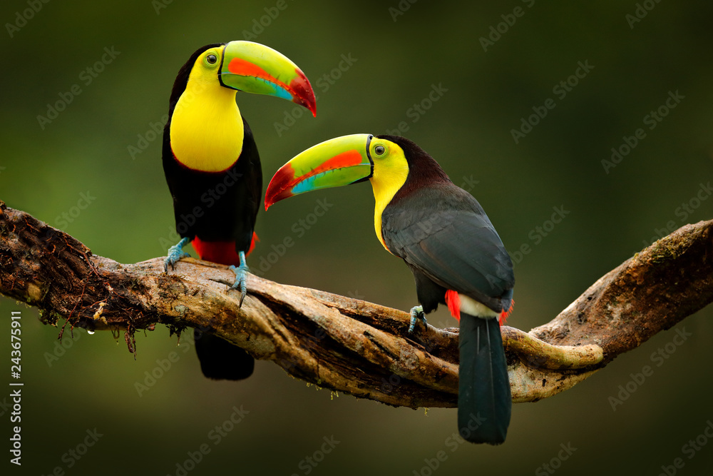 Fototapeta Toucan sitting on the branch in the forest, green vegetation, Costa Rica. Nature travel in central America. Two Keel-billed Toucan, Ramphastos sulfuratus, pair of bird with big bill. Wildlife.