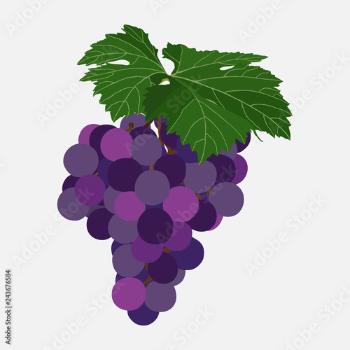 Bunch of grapes of violet color, ripe berries of grapes, sweets