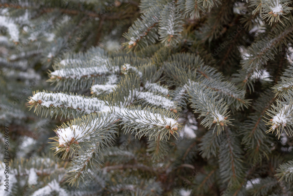 Christmas evergreen natural spruce tree with fresh white snow on it background