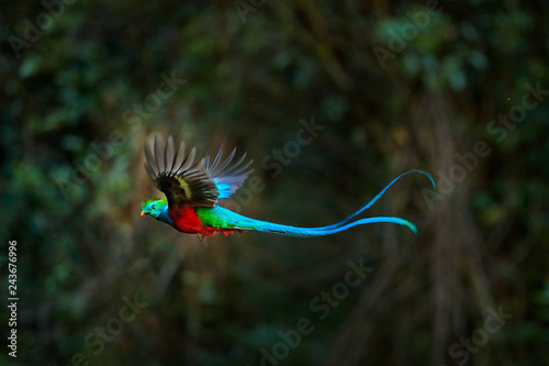 Flying Resplendent Quetzal, Pharomachrus mocinno, Costa Rica, with green forest in background. Magnificent sacred green and red bird. Action flight moment with Quetzal, beautiful exotic tropic bird.
