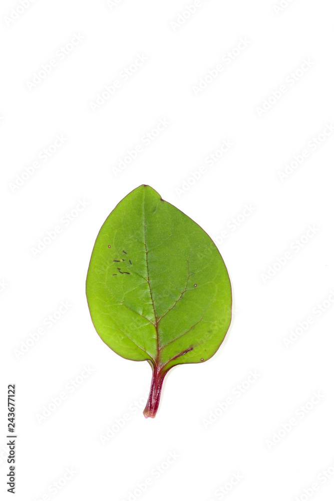 Obraz premium Ceylon spinach Close up