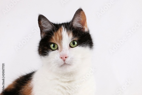 beautiful tricolored cat head portrait in the studio with a white background