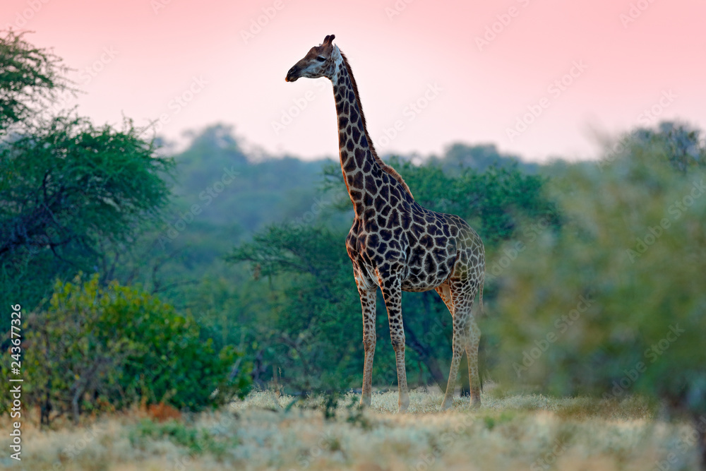 Obraz premium Giraffe and morning sunrise. Green vegetation with animal portrait. Wildlife scene from nature. Orange light in the forest, Okavango, Botswana, Africa.