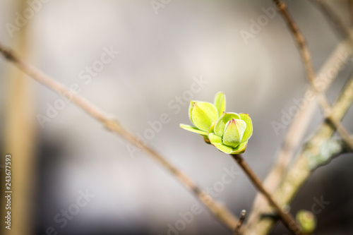 First spring buds on lilac bush