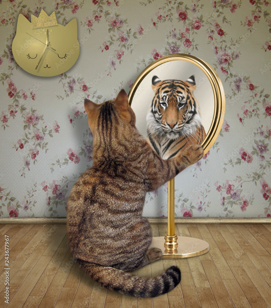 The cat is looking at his funny reflection in the mirror at home. It sees a tiger there. Stock Photo | Adobe Stock The cat is looking at his funny reflection in the mirror at home. It sees a tiger there. Stock Photo | Adobe Stock