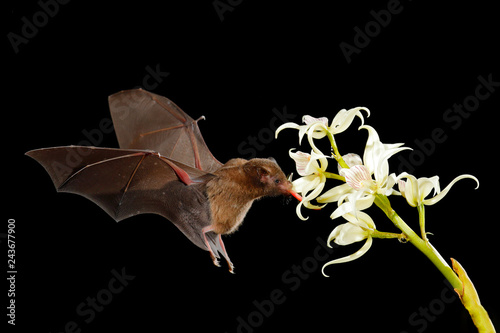 Fotografering Orange nectar bat, Lonchophylla robusta, flying bat in dark night