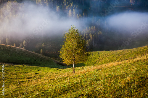Fototapeta Naklejka Na Ścianę i Meble -  foggy summer landscape in the mountains, Salciua, Romania