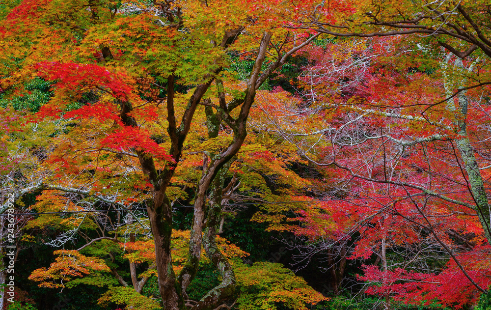 Autumn Leaf in Japan