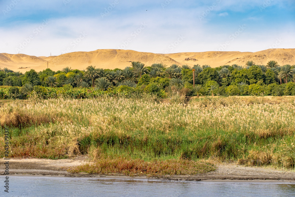 Life full of vegetation on the Nile River near Luxor Thebes Egypt