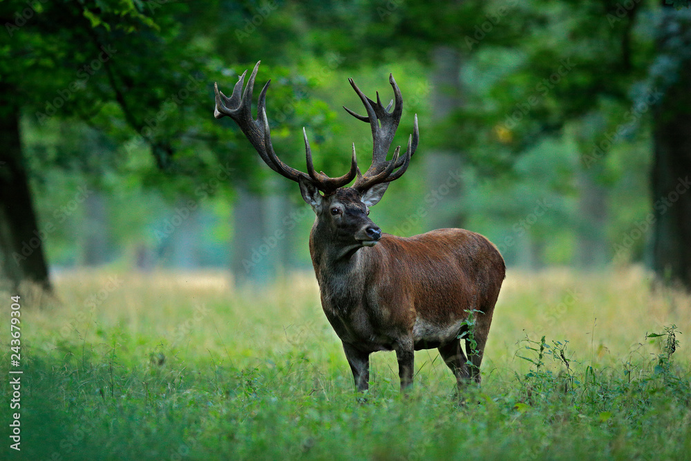 Red deer stag, majestic powerful adult animal outside autumn forest. Big  animal in the nature forest habitat, Denmark. Wildlife scene form nature.  Stock Photo | Adobe Stock