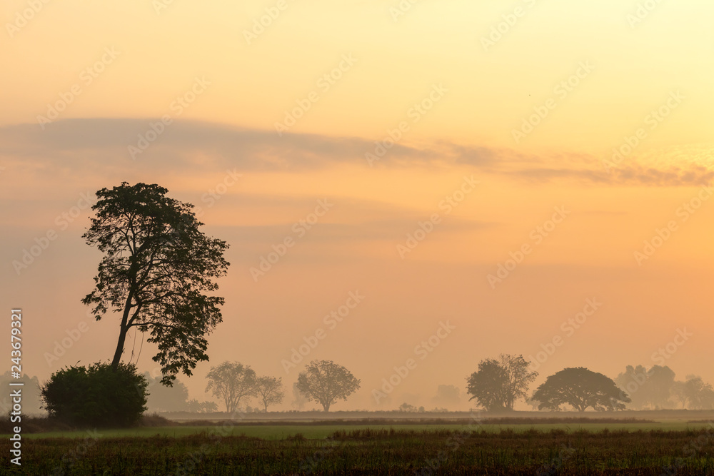 Trees with fog and light, early morning.