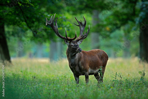 Red deer stag  majestic powerful adult animal outside autumn forest. Big animal in the nature forest habitat  Denmark. Wildlife scene form nature.