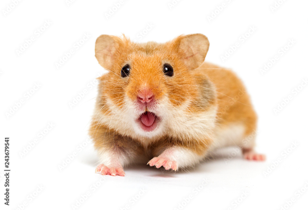 hamster looking