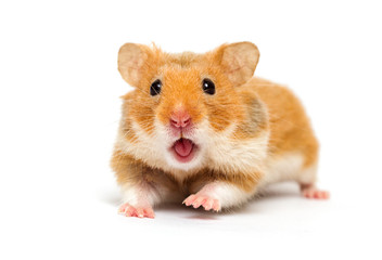 hamster looking