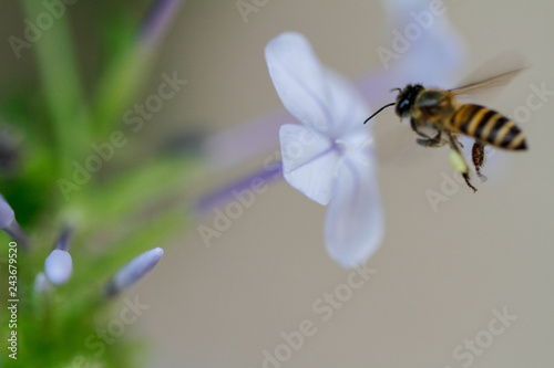 Bee and flower as nature background.