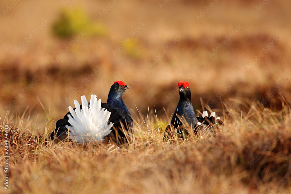 Black grouse on the bog meadow. Lekking nice bird Grouse, Tetrao tetrix, in marshland, Sweden. Spring mating season in the nature. Wildlife scene from north Europe. Black grouse on the bog meadow. Lekking nice bird Grouse, Tetrao tetrix, in marshland, Sweden. Spring mating season in the nature. Wildlife scene from north Europe.