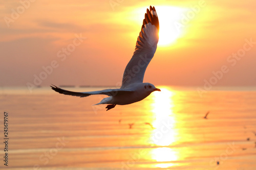 Seagull flying in the sky at sunset. 