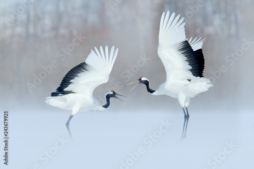 Fotografia Dancing birds on the snow meadow. Crane from Japan.