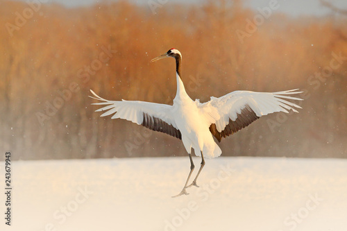 Crane in snowfall. Snowfall with Red-crowned crane on the meadow, Hokkaido, Japan. Bird feeding, winter scene with snowflakes. Evening sunset with big white bird.